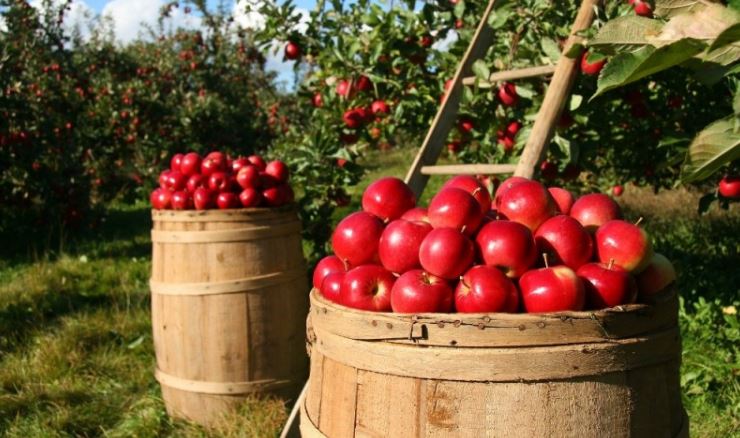사과 초모 식초 가루 만들기